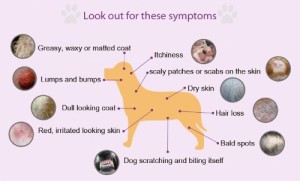 Dog Allergy Symptom Chart