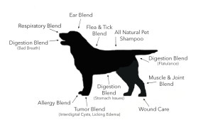 mapping the uses of essential oils on a dog