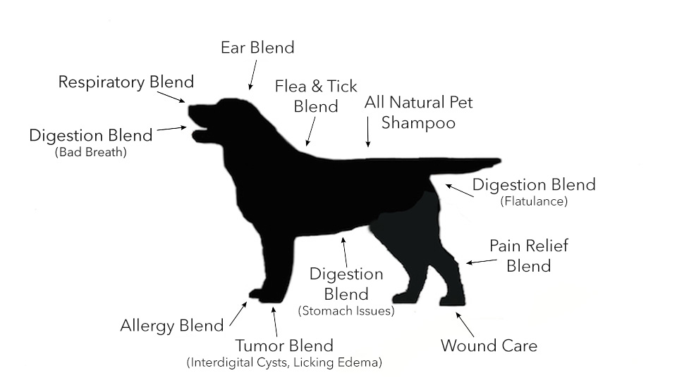 Mapping the uses of Endless Mt. Oil Blends for Pets