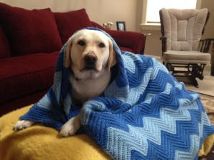 cute lab under her blanket