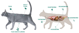 fleas and worms in cats