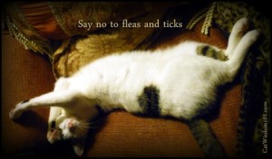 "Say no to fleas and ticks"