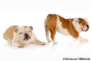 dog-flatulence