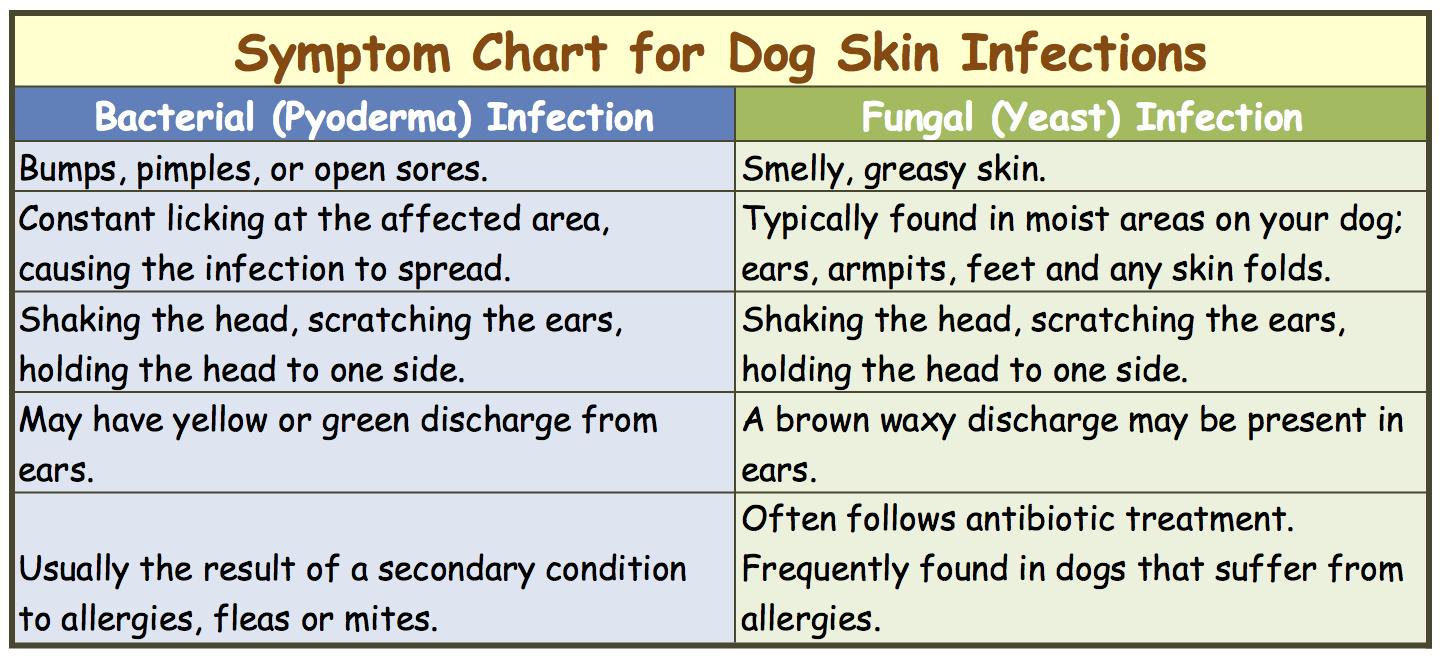 CANINE EAR BLEND Olia Essential Oils For Pets