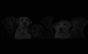 dogs
