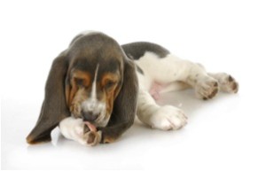 pup with itchy paws