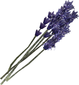 lavender