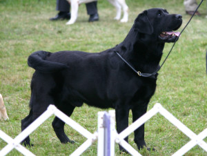 Mackie at the dog show